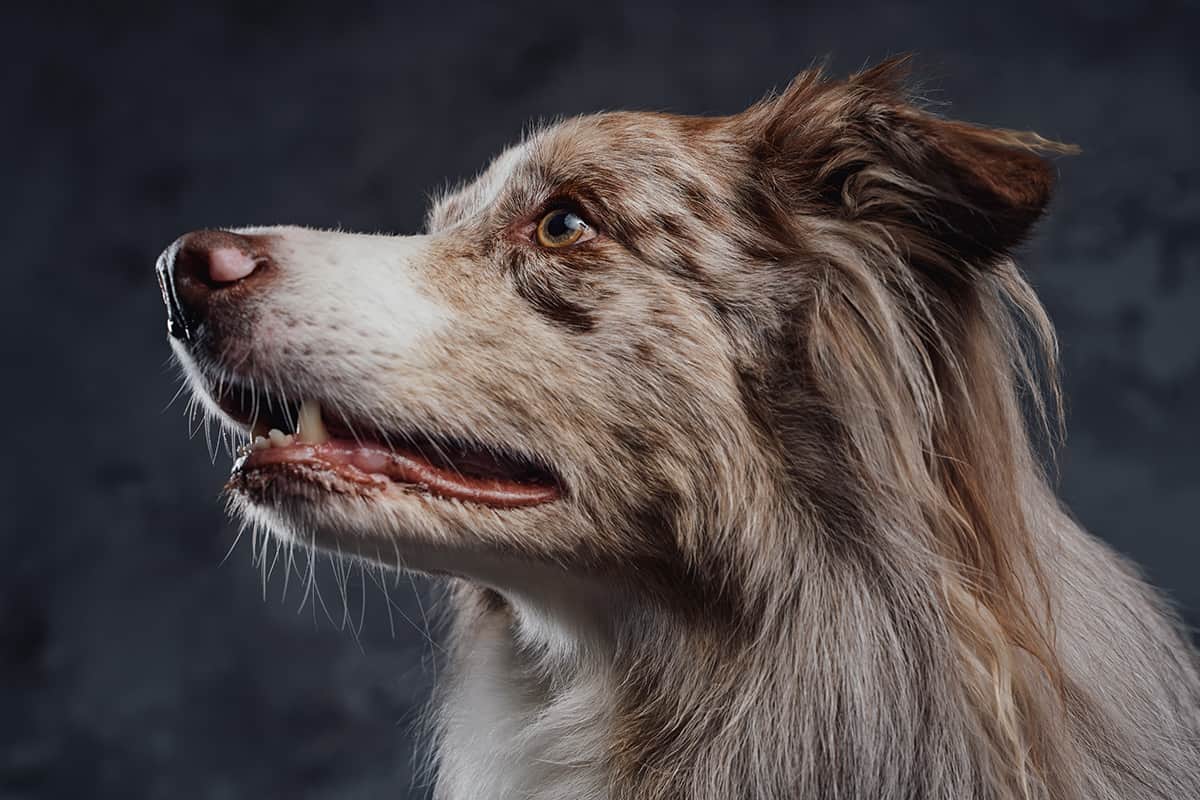 Zkwp Border Collie Instynkt Pracy I Inteligencja Pasterskiego Psa