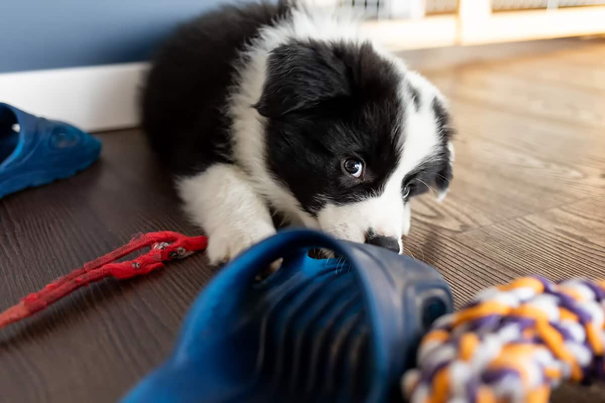 Border Collie Inteligentne I Energiczne Psy Do Pracy I Zabawy