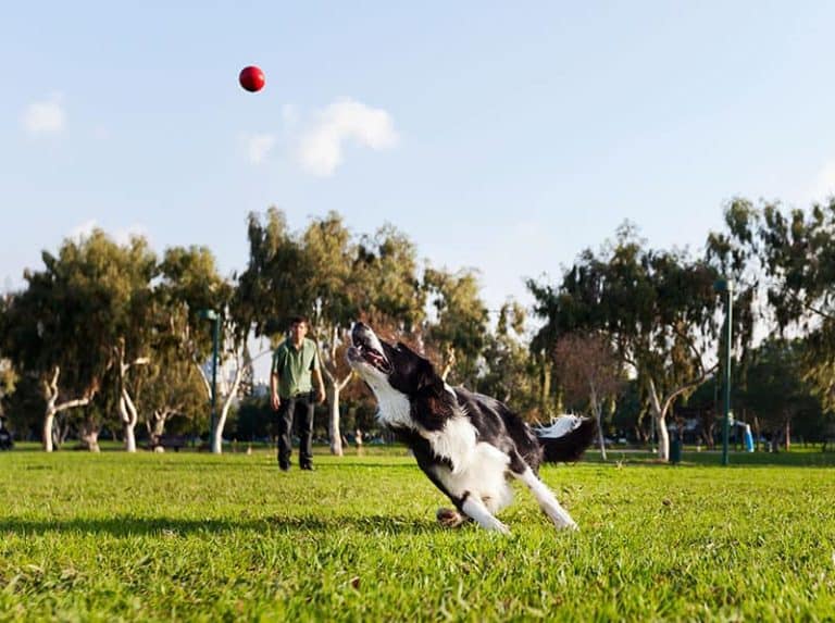 Border Collie: Inteligentny i energiczny pies pasterski