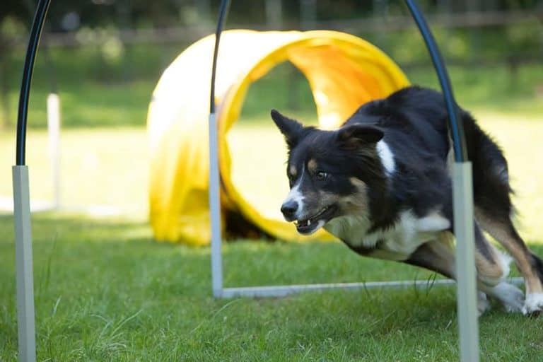Agility Border Collie: Jak doskonalić umiejętności w agility z psem