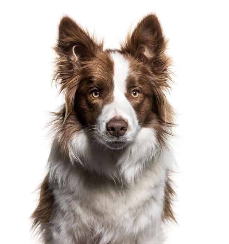 Ile żyje Border Collie i od czego zależy długość życia psa?