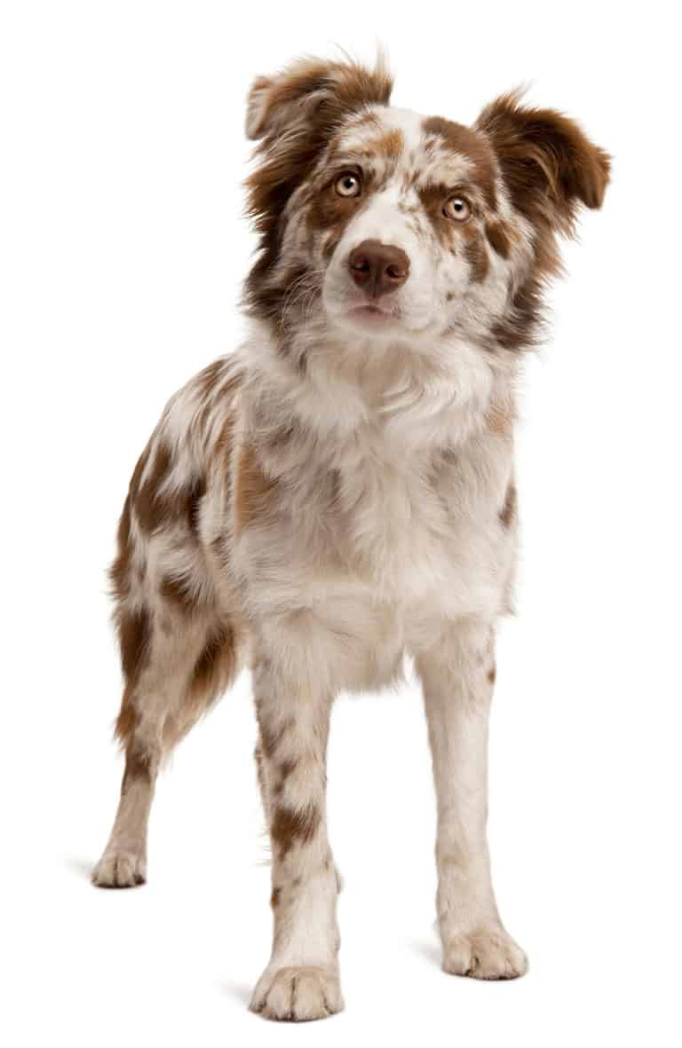 Border Collie Szary: inteligentny pies pasterski o oszałamiającym umaszczeniu