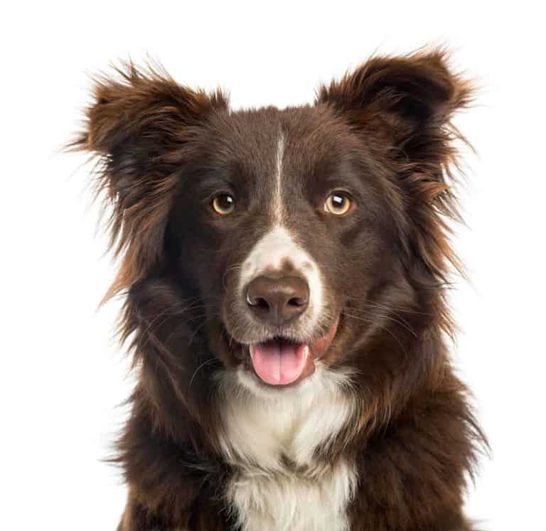 Brązowy Border Collie: idealny pies pasterski dla aktywnych rodzin
