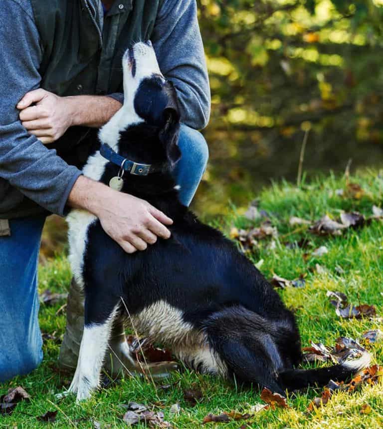 10 faktów o border collie – inteligentnej rasie psów pasterskich