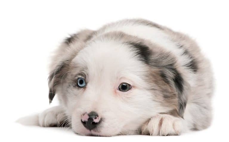 Border Collie szaro-biały: inteligentny pies pasterski z wyjątkowym wyglądem