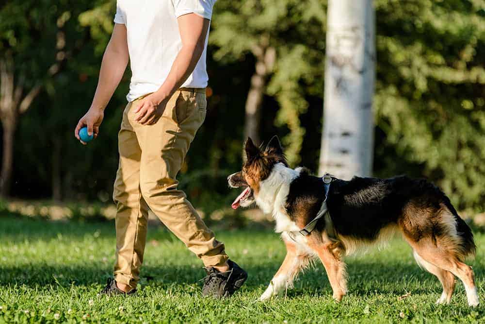 W jakim celu prowadzi się szkolenie psów border collie?