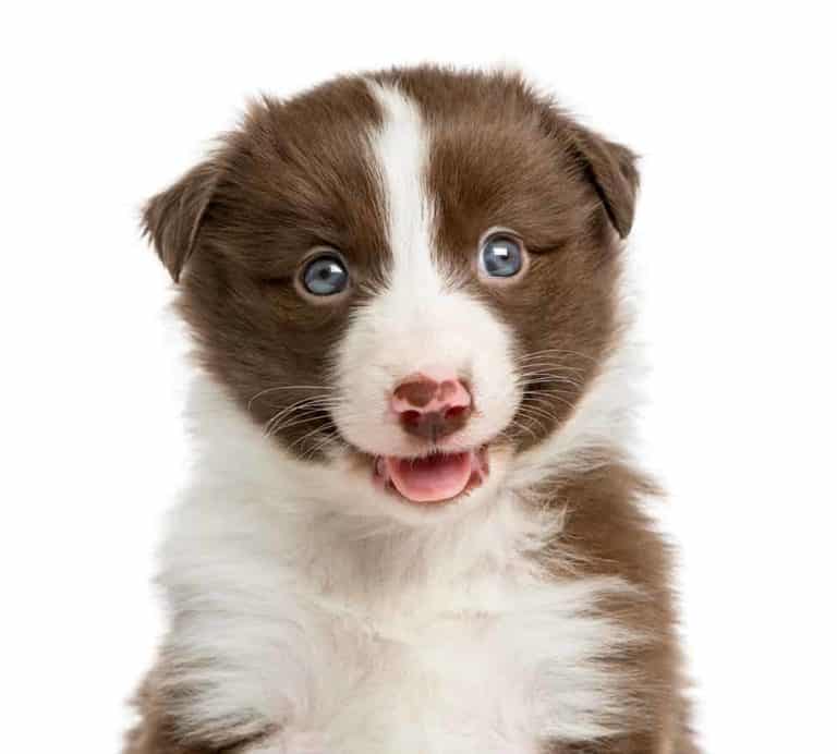 Border Collie Sobolowy z białym – niezwykły pies pasterski