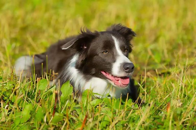 Border Collie – inteligentny, oddany i energiczny pies pasterski