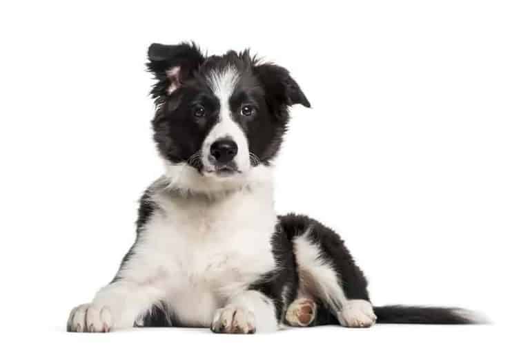 Border Collie – waga i jej znaczenie dla zdrowia psa