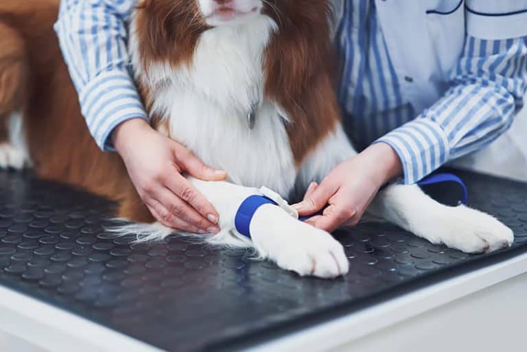 Borelioza u psa – diagnostyka, objawy i leczenie