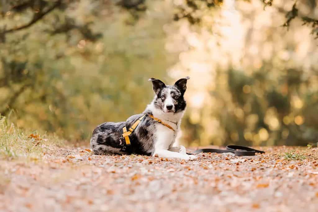 Border Collie Blue Merle: Cena i Cechy Tej Rasowej