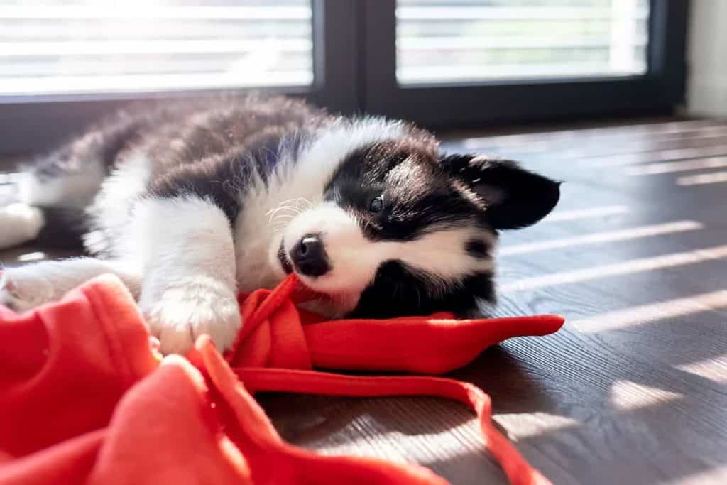 Border Collie vs Aussie: Porównanie dwóch popularnych ras psów