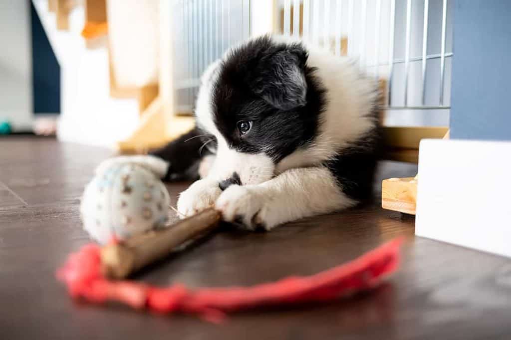 Młody border collie: 10 tygodni intensywnego szkolenia i zabawy