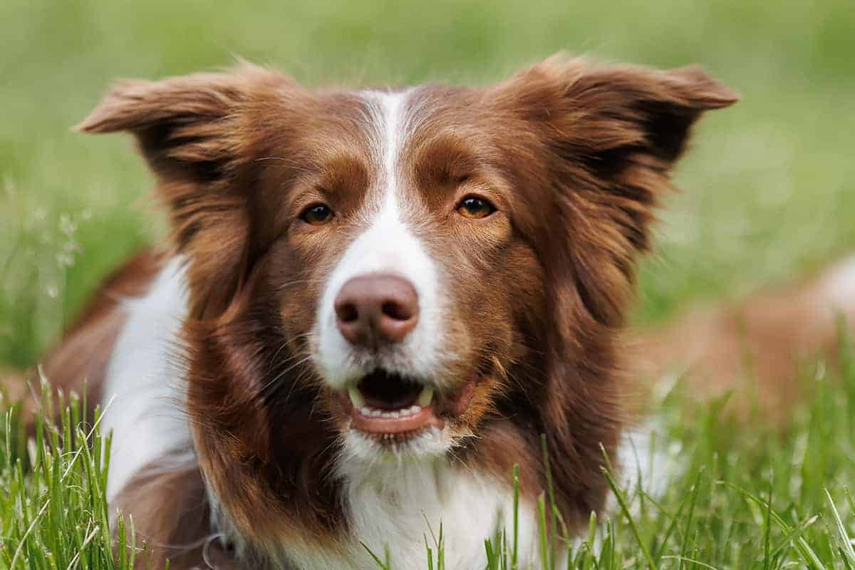 Border collie brązowy cena – jakie są koszty zakupu? ⋆ BorderCollie.pl