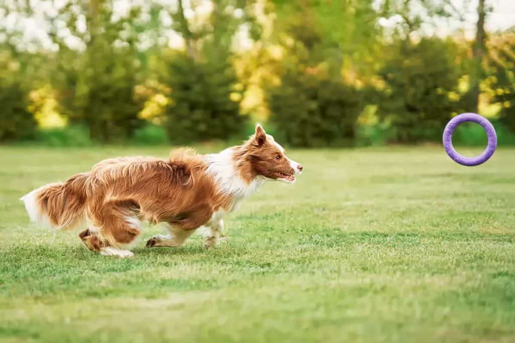 Border Collie Biszkoptowy: Opis rasy i cechy charakterystyczne