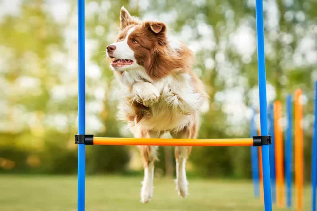 Border Collie 20kg: Charakterystyka i odpowiednia dieta