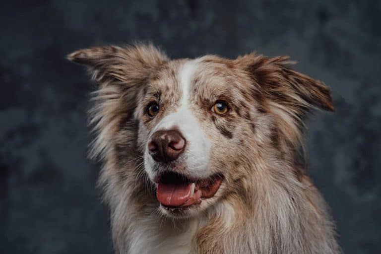 Border Collie Łaciaty – inteligentny pies pasterski o charakterze