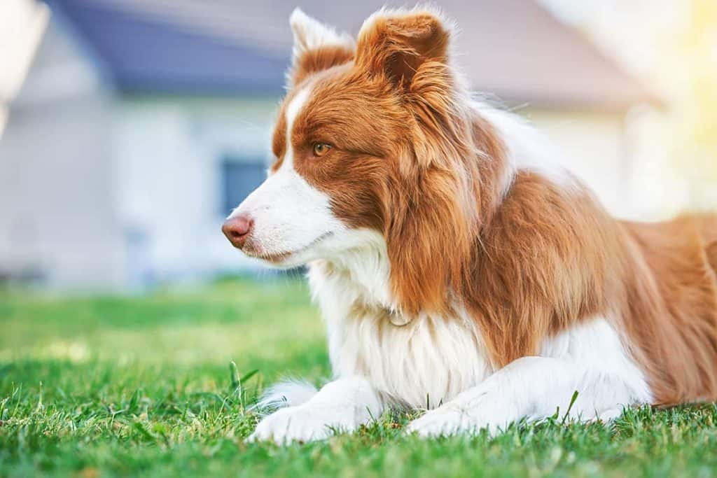 Zawody Border Collie: Mistrzostwa w skupianiu owiec i agility