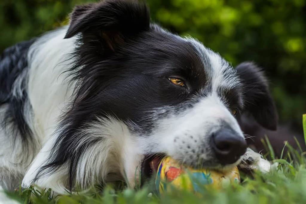 6 ćwiczeń z border collie, które pokochasz od pierwszego razu