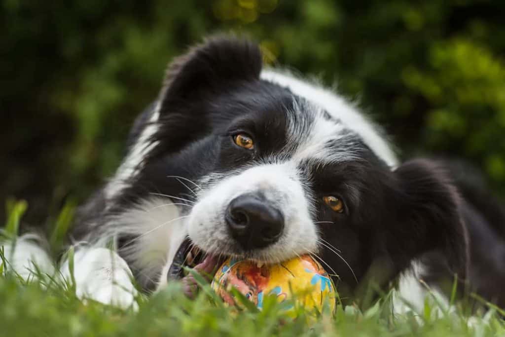 Życie z Border Collie: najważniejsze zasady