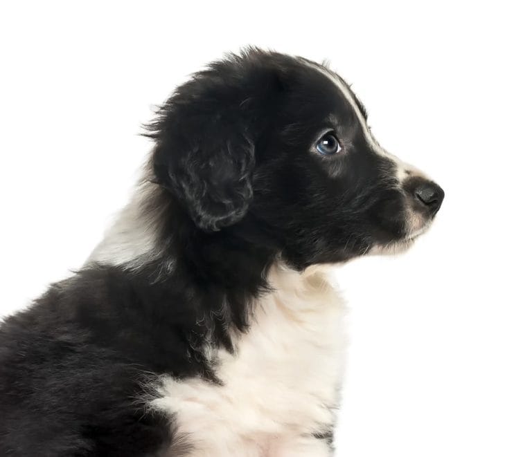 Border Collie biały – inteligentny i lojalny pies pasterski o unikalnym wyglądzie