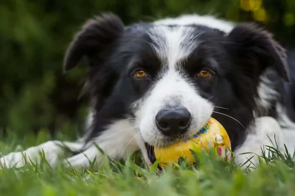 Zdrowe żywienie dla border collie: jak dbać o ich dietę