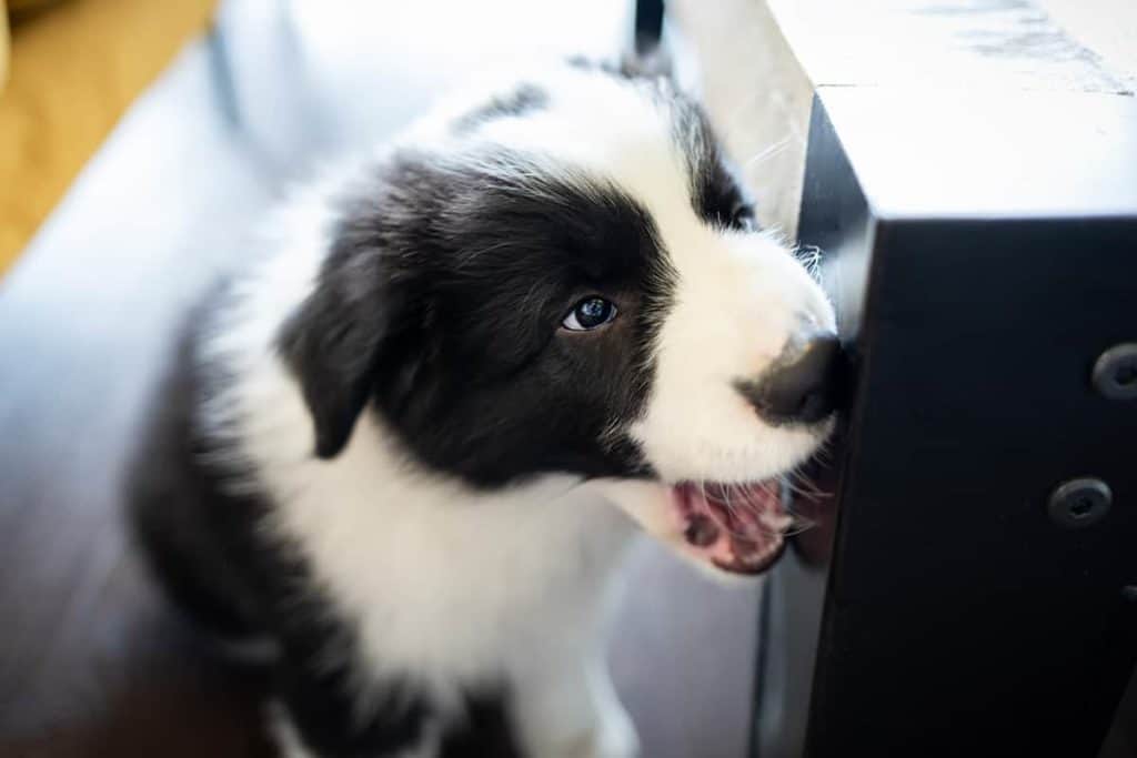 Jak właściwie karmić szczeniaka border collie: porady żywieniowe