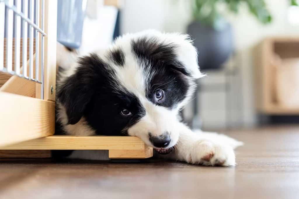 Znaczenie i urok szarego Border Collie - idealny towarzysz