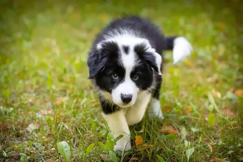 Jak zrozumieć szczekanie border collie - poradnik dla właścicieli