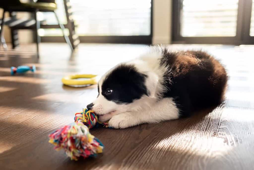 Szkolenie Border Collie: Kluczowe Kroki do Posłuszeństwa i Efektywności