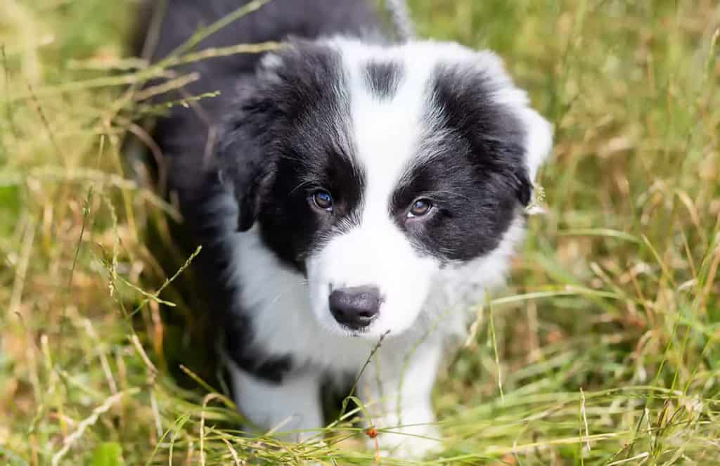 Tabela żywienia dla ras psów: Border Collie