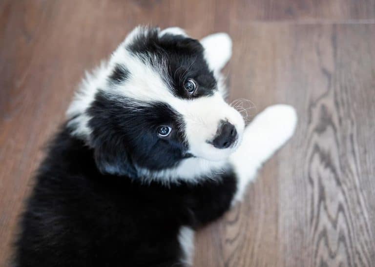 10 powodów, dla których border collie to idealny pies pasterski