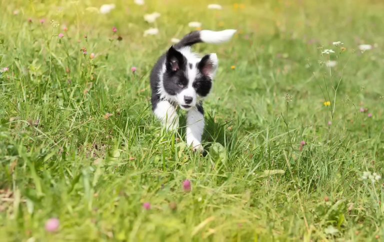 Border Collie: Inteligentny i energiczny pies do aktywnego życia