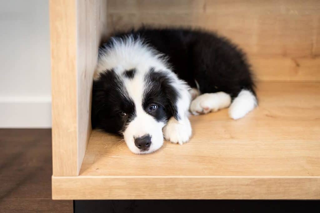 Border Collie: inteligentny i energiczny pies pasterski z charakterem