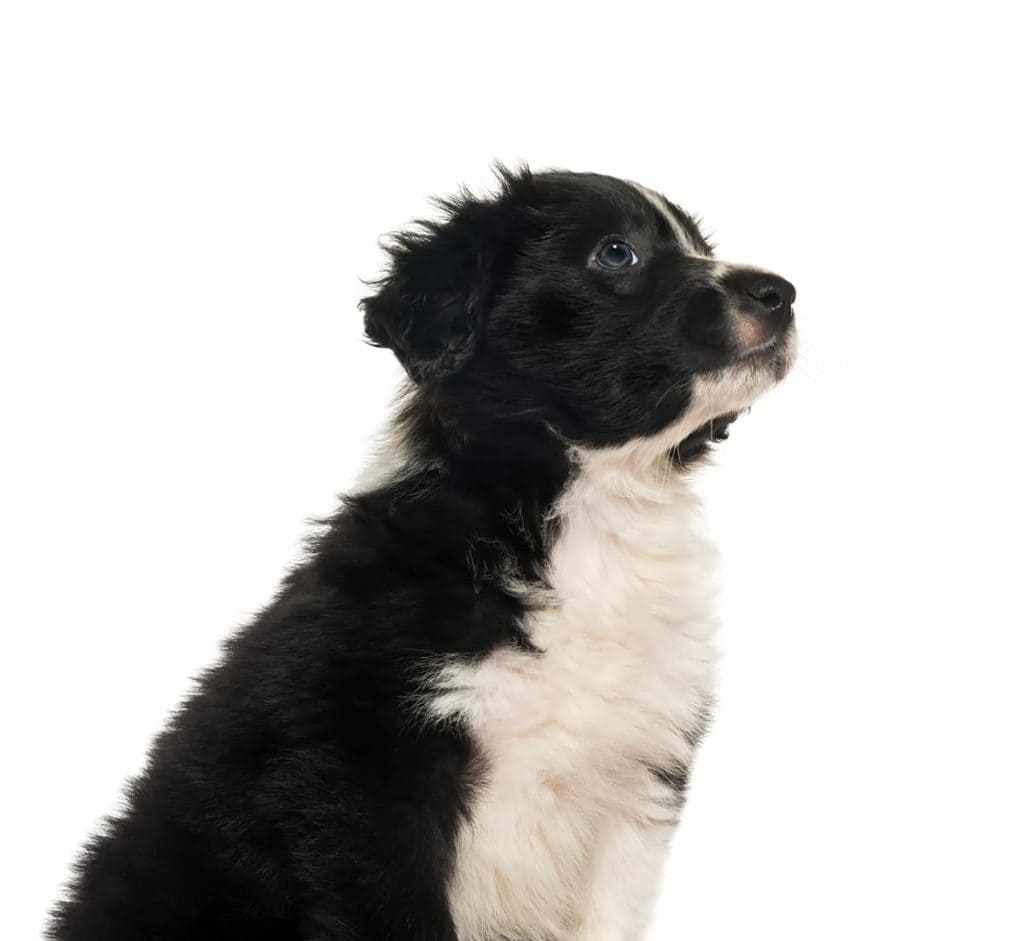 Border Collie 7 tygodni - początki życia inteligentnego psa pasterskiego