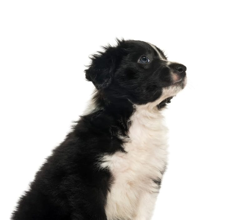Border Collie 7 tygodni – początki życia inteligentnego psa pasterskiego