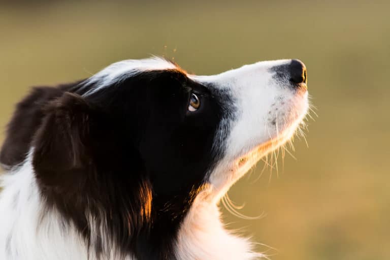 Młody border collie: jak wychować energicznego psa pasterza