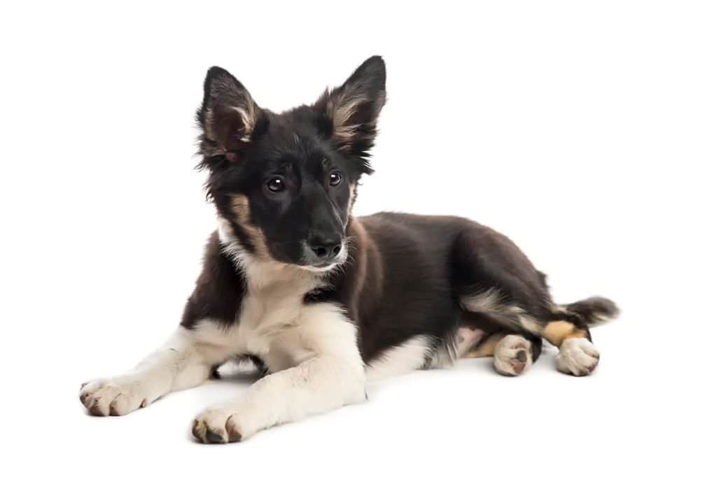 border collie nowy miot