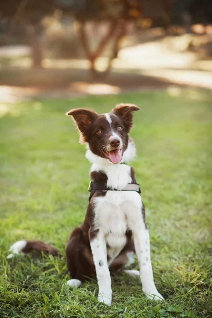 Poznaj inteligentnego i aktywnego border collie: pies idealny dla aktywnych