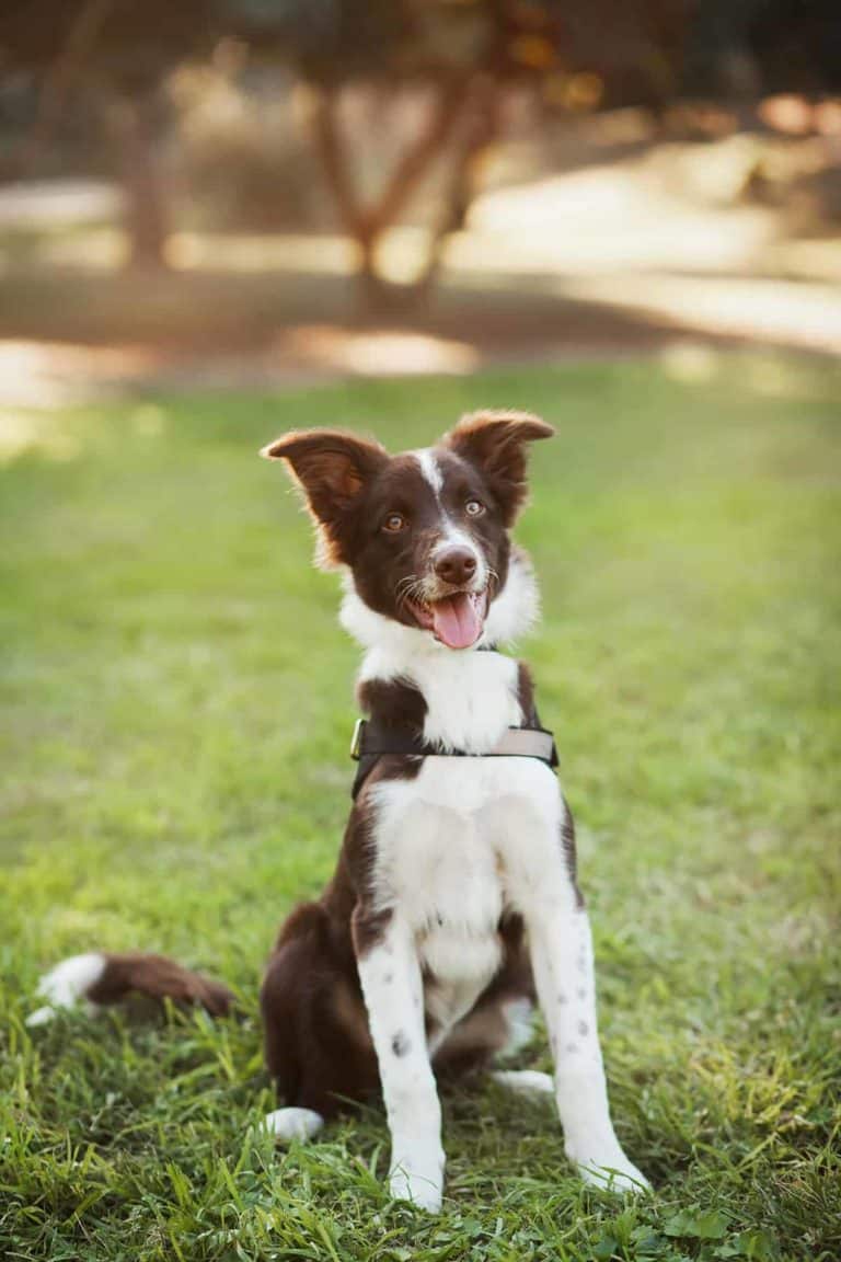 Poznaj inteligentnego i aktywnego border collie: pies idealny