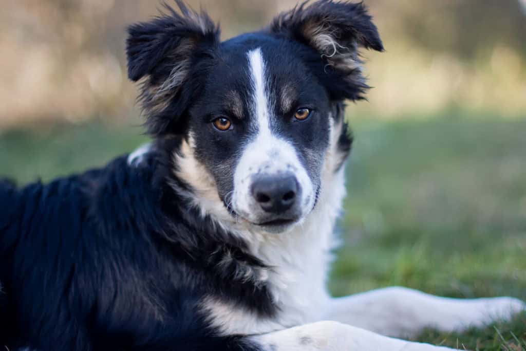 najlepsze hodowle border collie