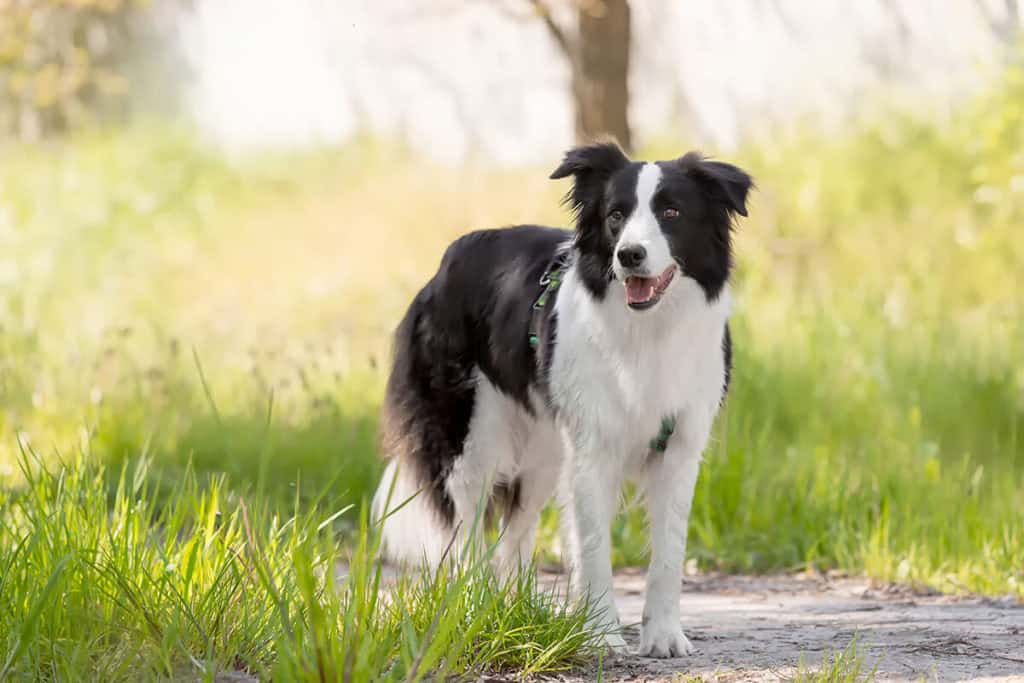 pies border collie 1