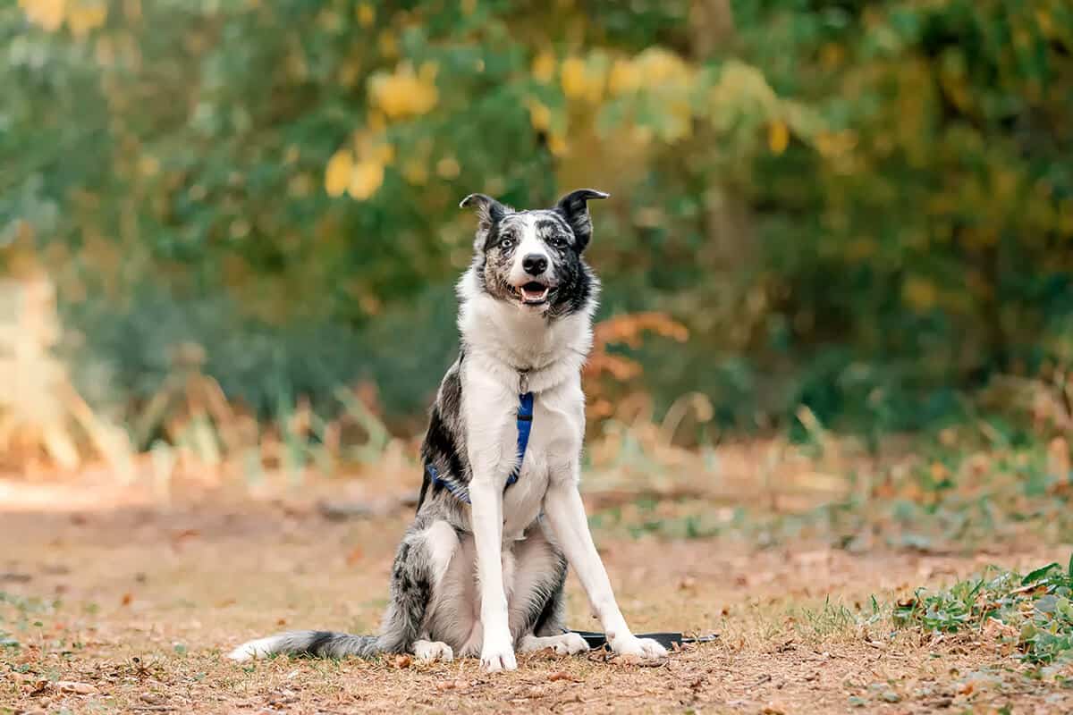Border Collie Blue Merle FCI Charakterystyka I Cechy Rasy Border Collie Blue Merle FCI Charakterystyka I Cechy Rasy
