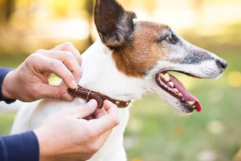 owner putting collar dog