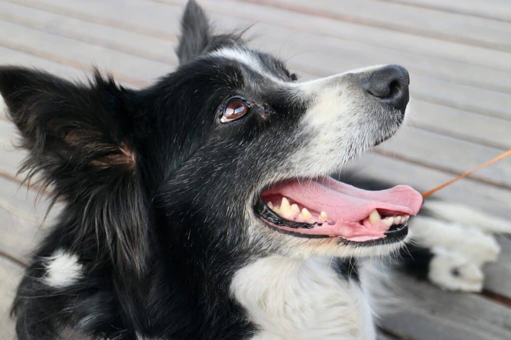 Obroża foresto dla Border Collie