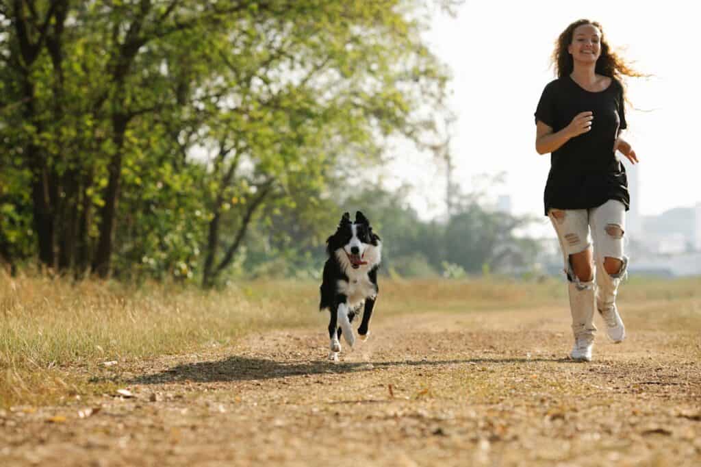 Obroża przeciwkleszczowa dla Border Collie