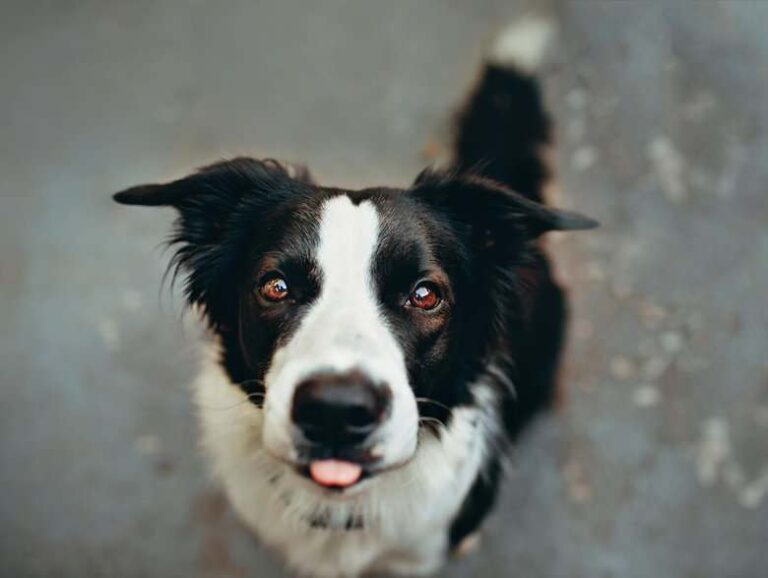 5 sytuacji, w których ubezpieczenie Border Collie może uratować twój portfel
