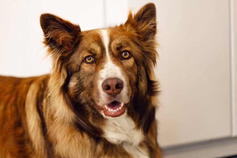 Czekoladowy border collie z brązowym nosem i bursztynowymi oczami, portret z bliska